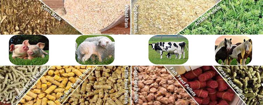 animal feed